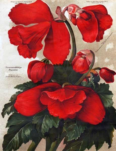 B. ‘Narzissenblutige Knollen’